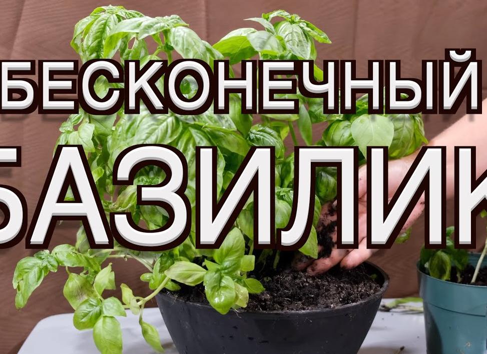 Как вырастить базилик на подоконнике