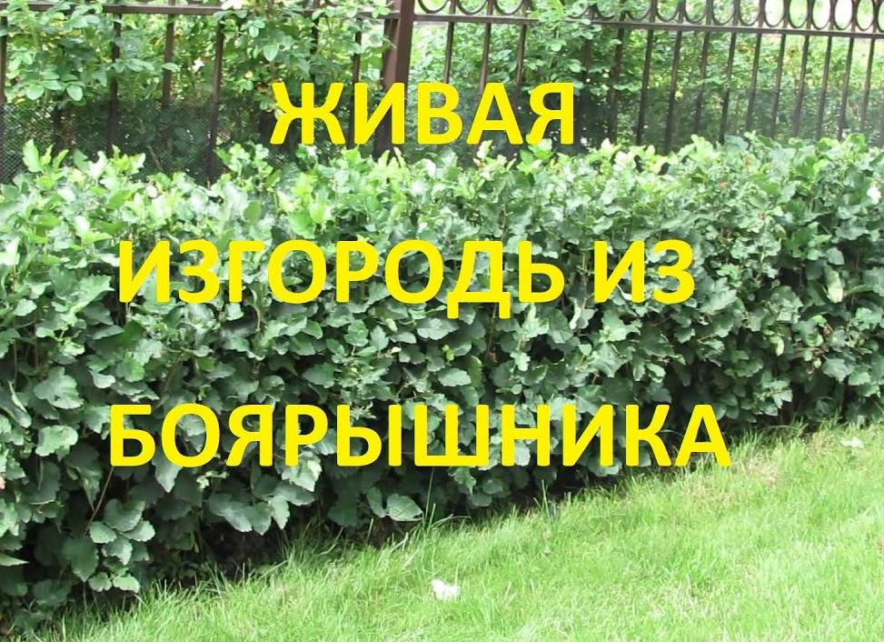 Живая изгородь из боярышника