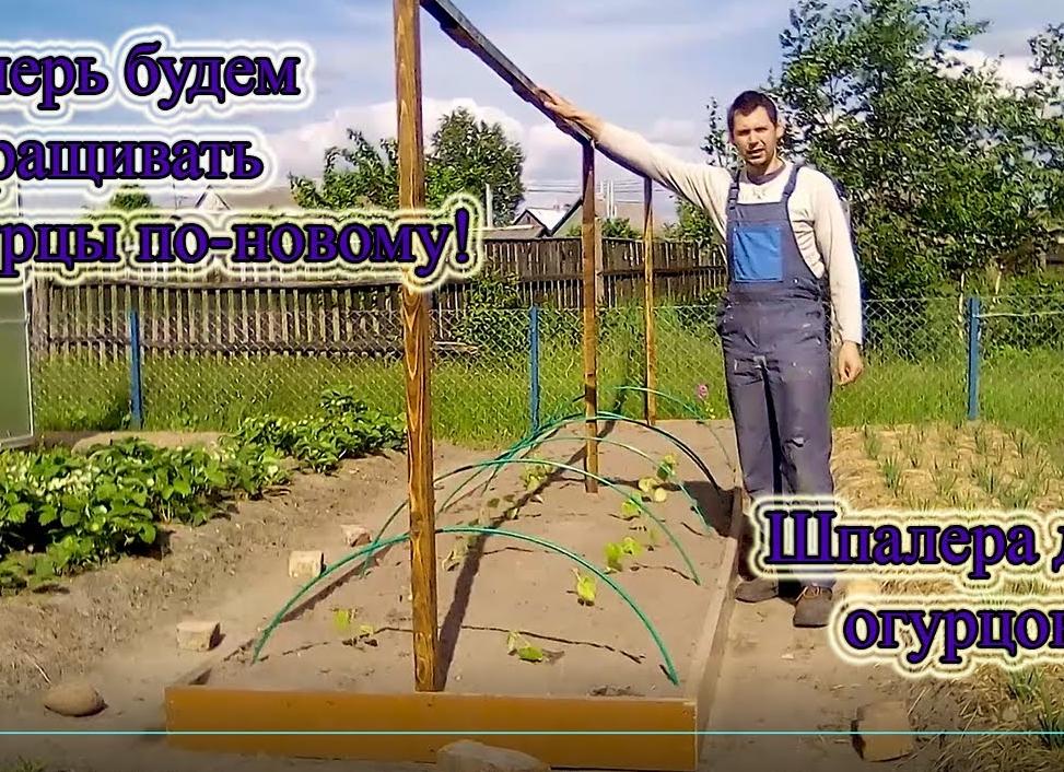 Шпалера для огурцов в теплице Шпалера для огурцов в теплице