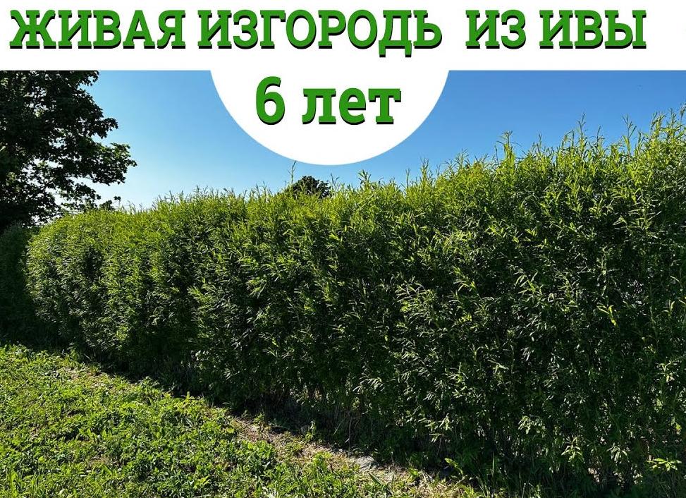 Живая изгородь из ивы