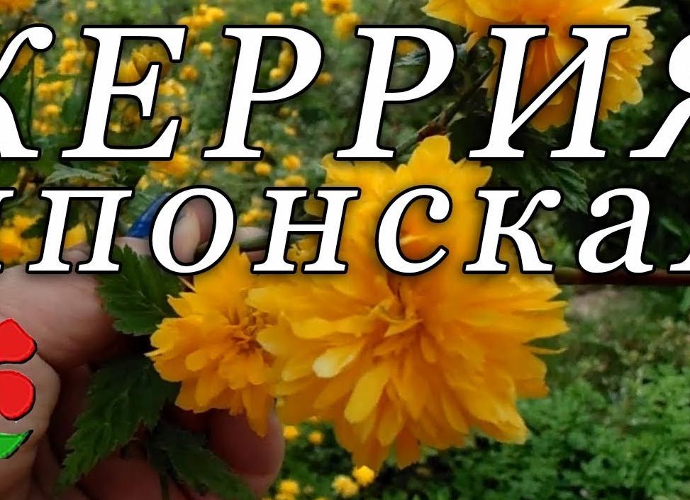 Керрия японская уход