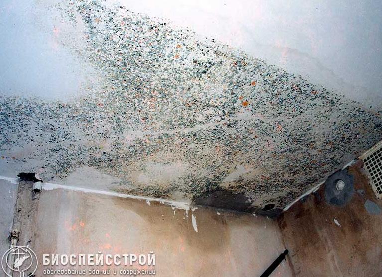 Плесень в гараже