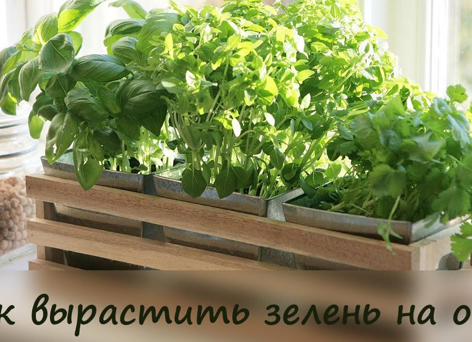 Как вырастить на подоконнике