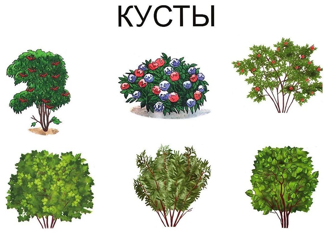 Кустарники с названиями